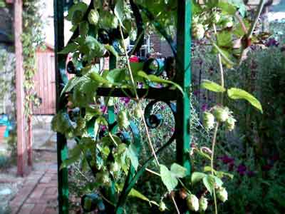 Dickies Garden